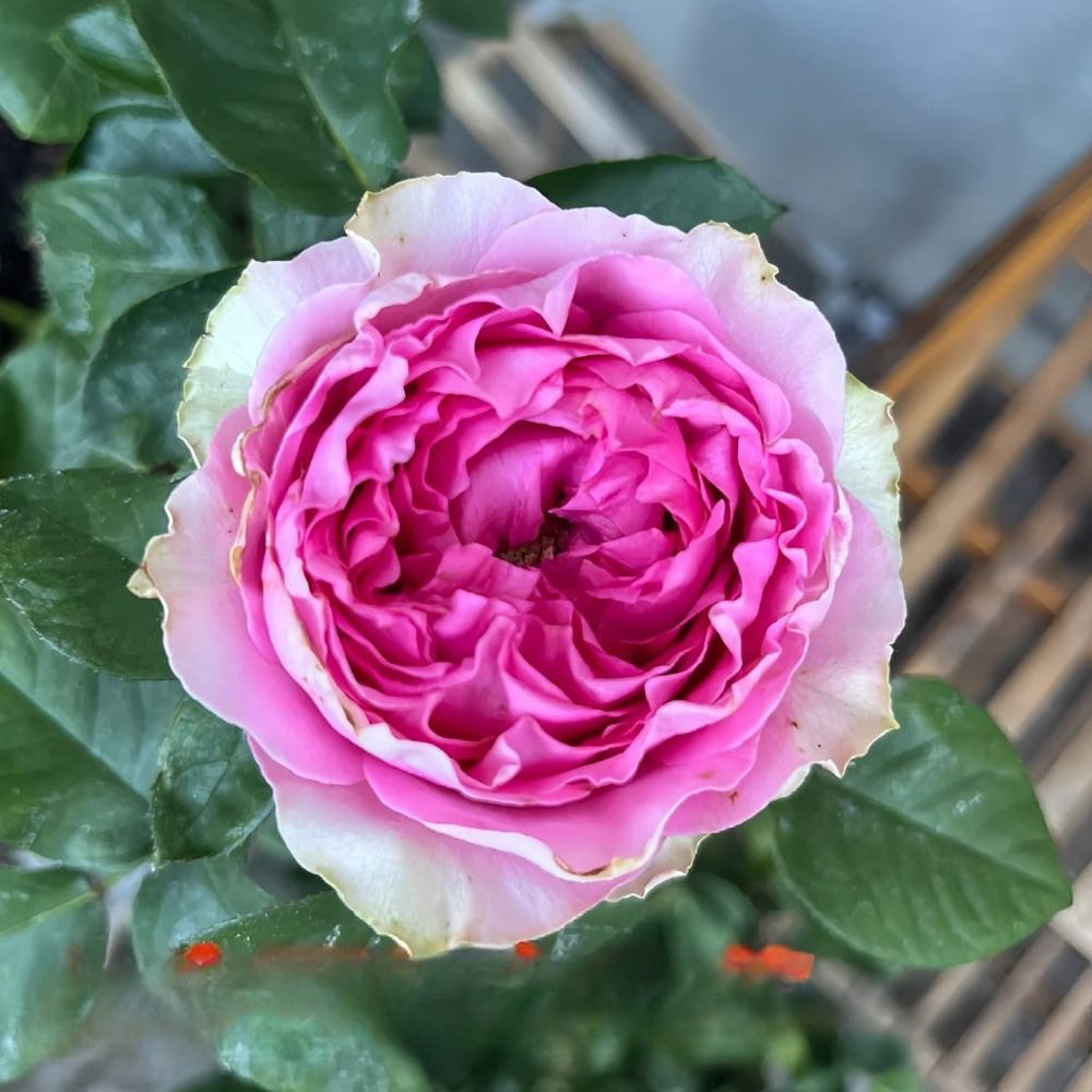 Wild Moments Rose