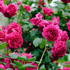 William Shakespeare 2000 Rose