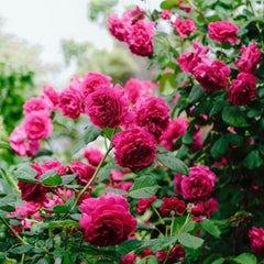 William Shakespeare 2000 Rose