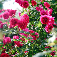 William Shakespeare 2000 Rose