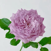 Windy Night Rose