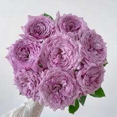 Windy Night Rose