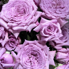 Windy Night Rose