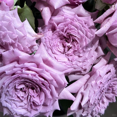 Windy Night Rose