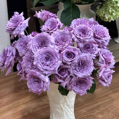 Windy Night Rose
