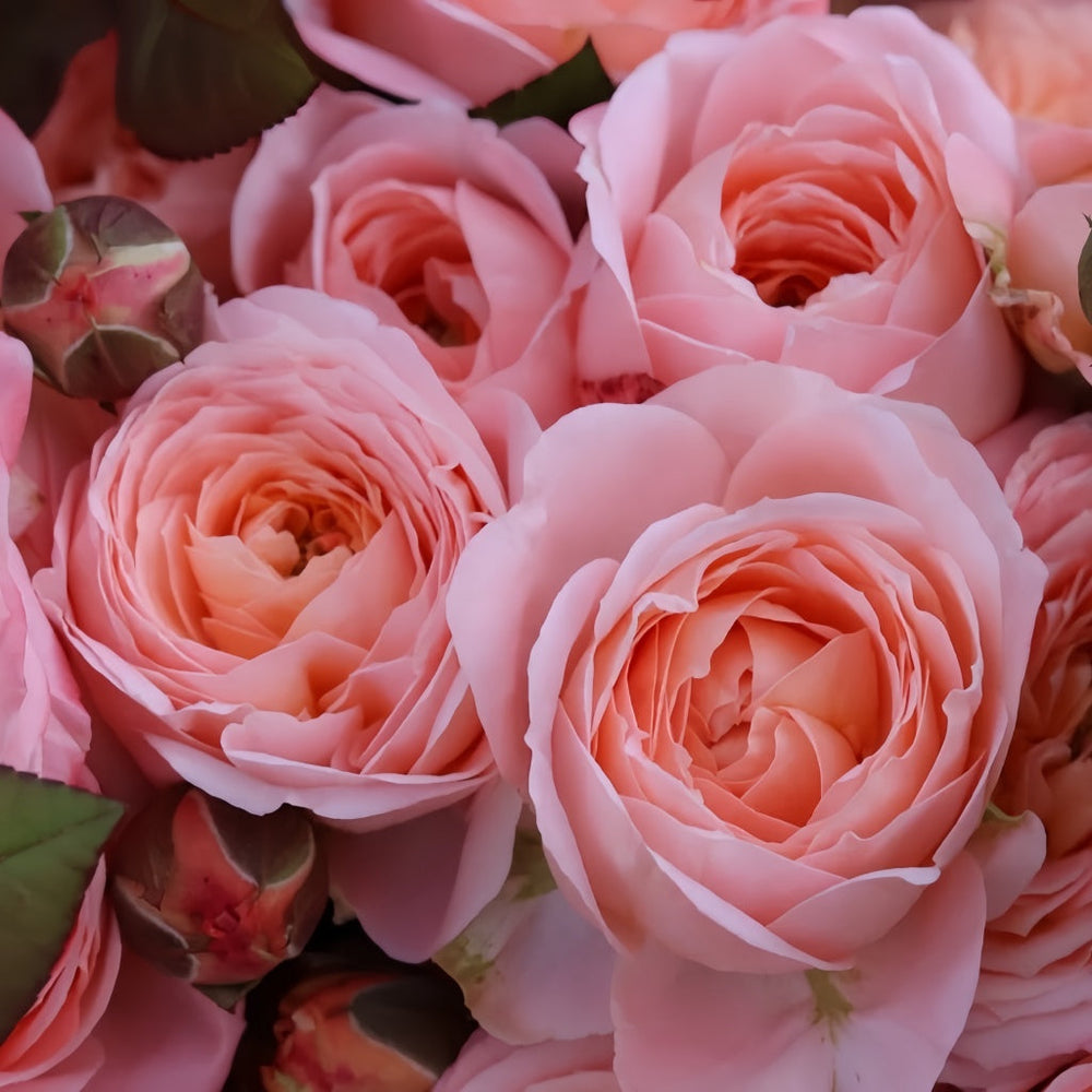 Wutongyue Rose