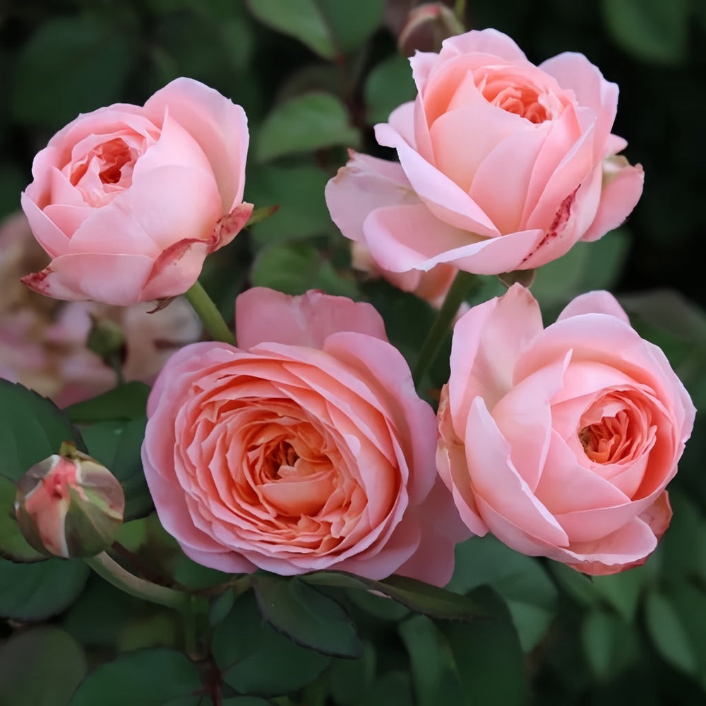 Wutongyue Rose