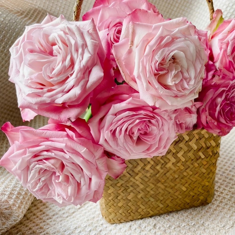 Xiaoxiang Rose