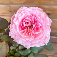 Xing Yuan Xue Qing Rose