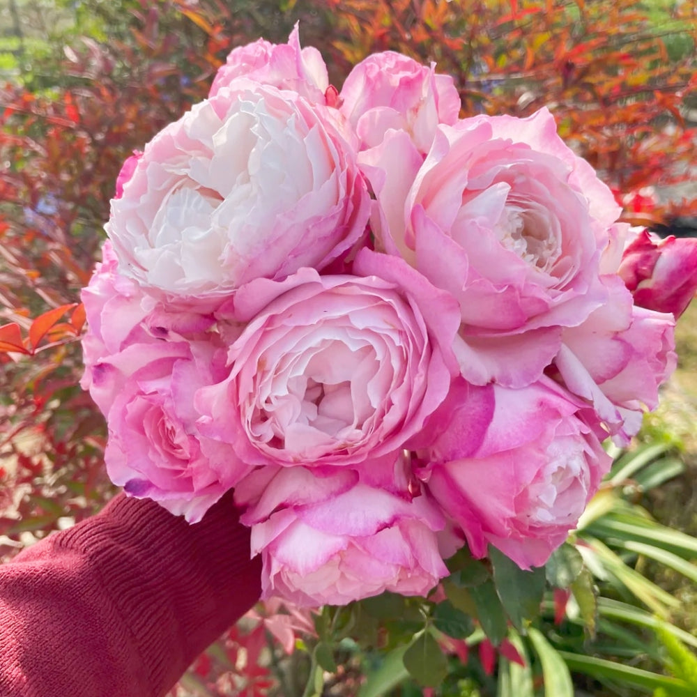 Xing Yuan Xue Qing Rose