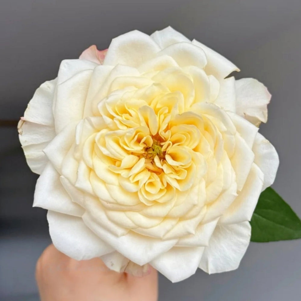 Yellow Mikoto Rose