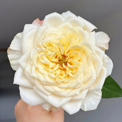 Yellow Mikoto Rose