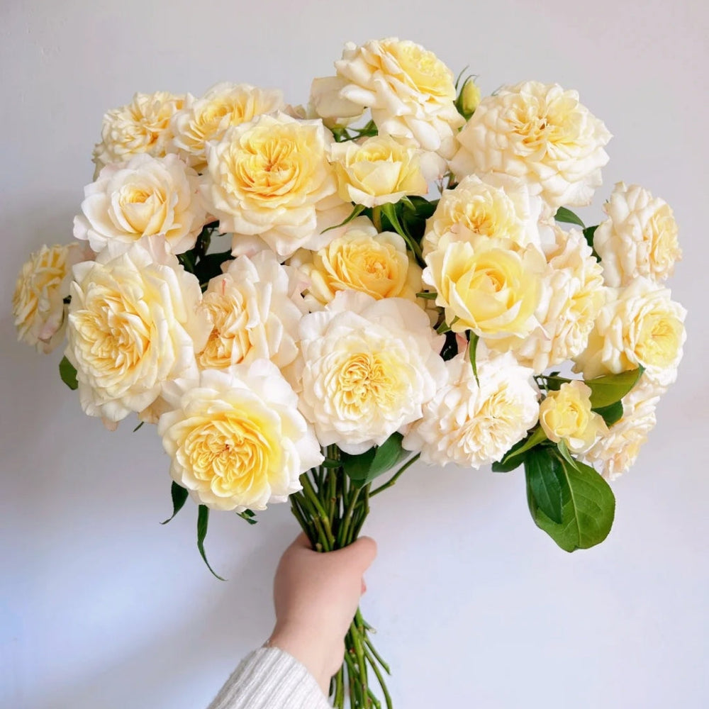 Yellow Mikoto Rose