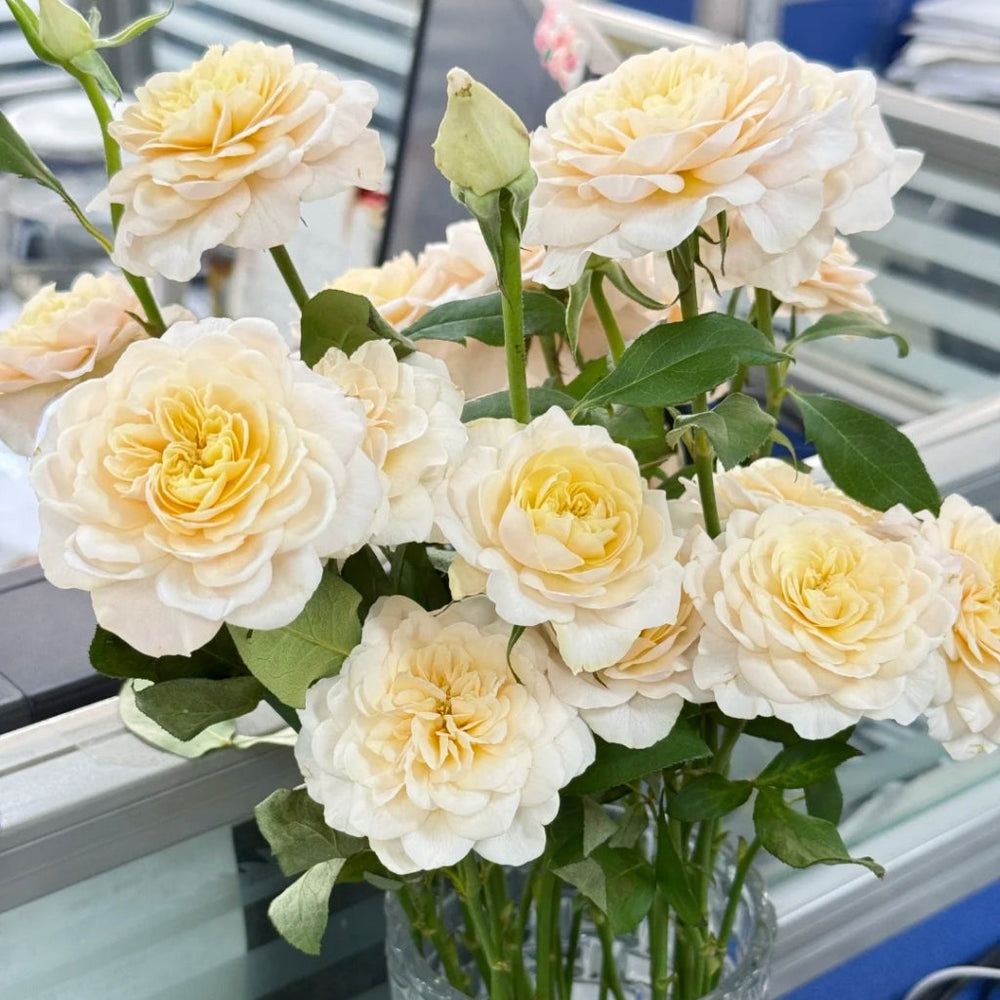 Yellow Mikoto Rose