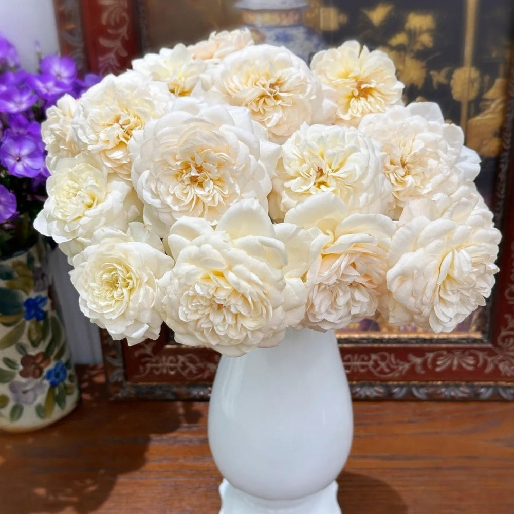 Yellow Mikoto Rose