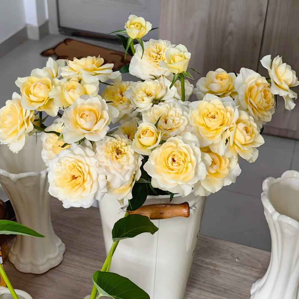 Yellow Mikoto Rose