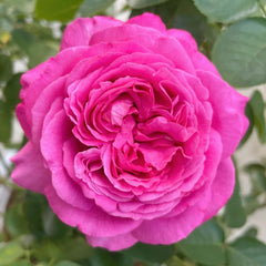 Yves Piaget Rose