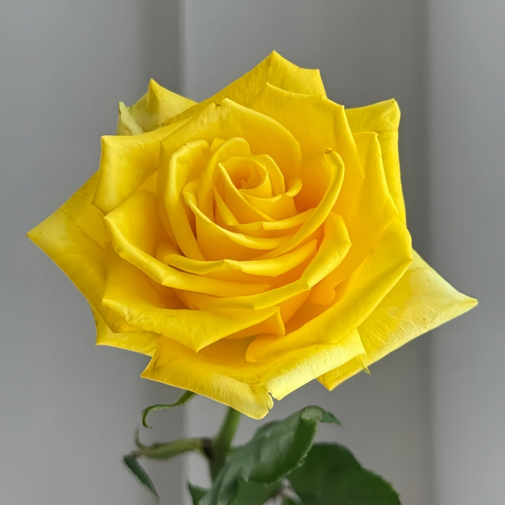 Zaoan Rose