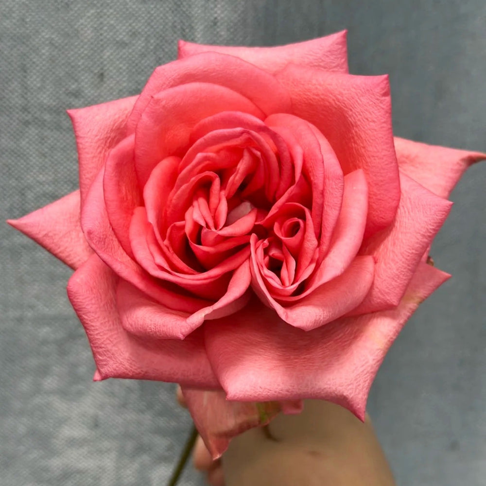 Zhihua Rose