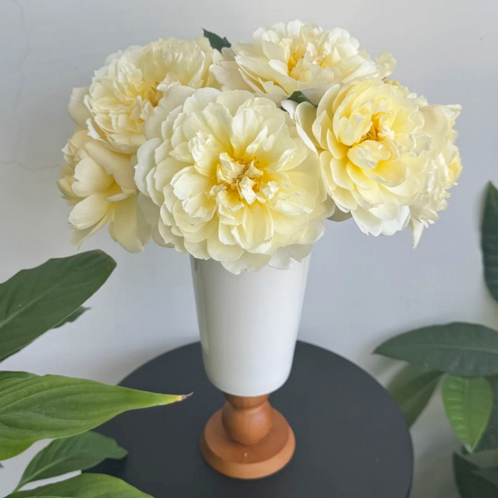 lmogen Rose