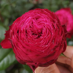 Just More Rose