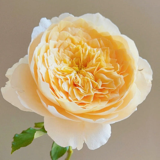 Effie Rose: Cultivating David Austin's Enchanting Apricot & Pink Shrub Rose