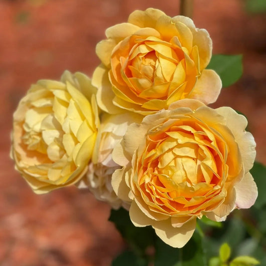 Embrace Golden Radiance: Your Guide to Growing the David Austin Golden Celebration Rose
