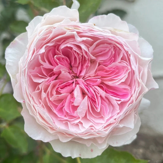 Rosalind Rose: Cultivating David Austin's Timeless Cherry-Blossom Pink Elegance