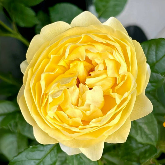 Unveiling 'The Poet's Wife' Rose: A Luminous David Austin Gem for Your Garden