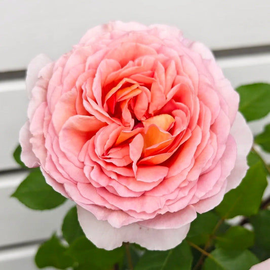 The Enduring Charm of the Abraham Darby Rose: A David Austin Classic for Every North American Garden