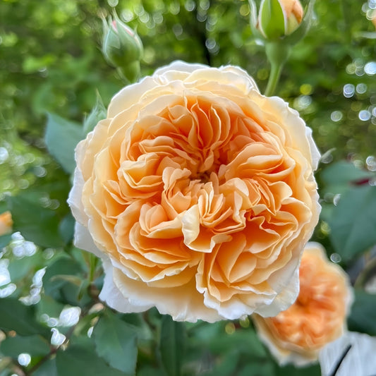 Crown Princess Margareta Rose: A Royal Apricot Jewel for Your North American Garden