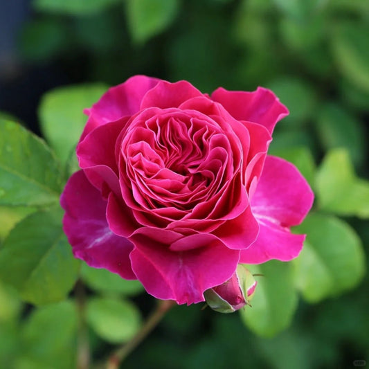 Unveiling the Kate Rose: David Austin's Enchanting Color-Changing Purple-Red Masterpiece for Your Garden