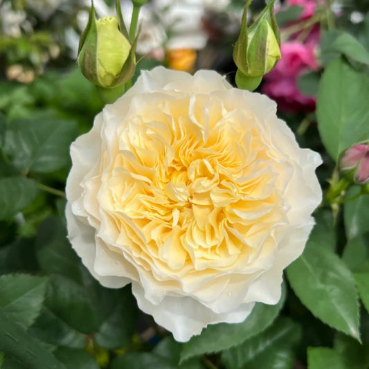 The Eugenie Rose: Unveiling David Austin's Apricot-Cream Masterpiece for Your North American Garden