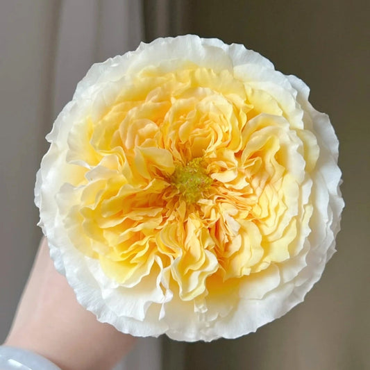 Embrace Elegance: Your Complete Guide to Growing the David Austin Beatrice Rose