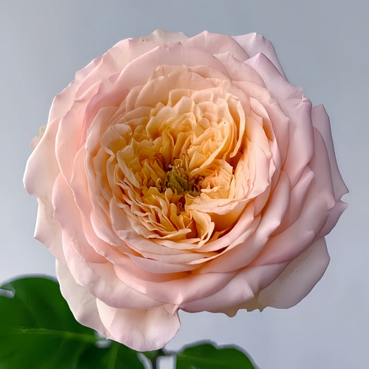 Unveiling the Butterfly Princess Rose: A Jewel for Every North American Garden