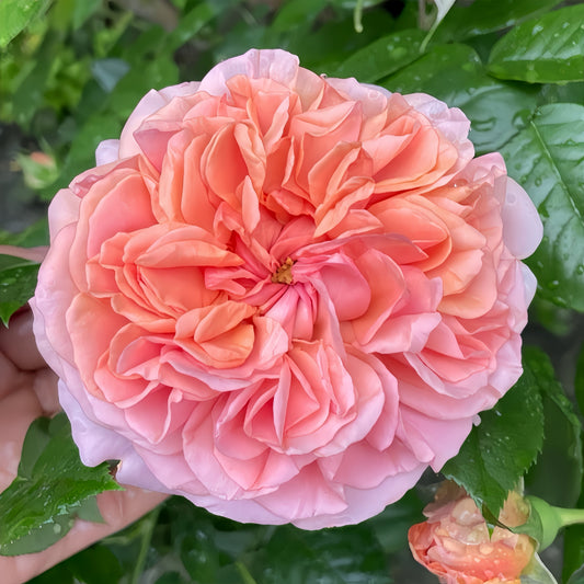 The Enchanting Chippendale Rose: A Guide to Growing This Fragrant German Masterpiece