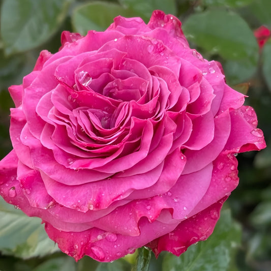 Embrace Romance: Your Guide to Growing the Exquisite Country Blues Rose