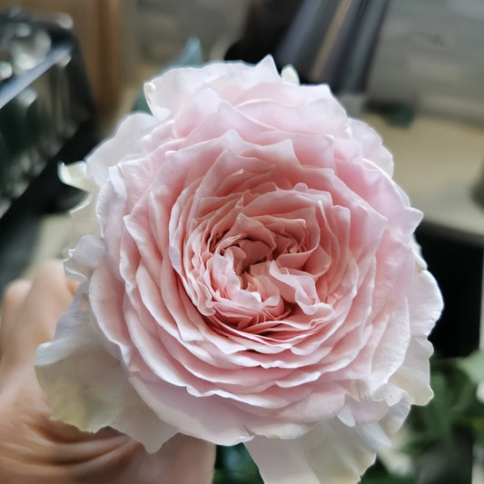 The Enchanting Country Peonia Rose: A German Pink Beauty for Every Garden