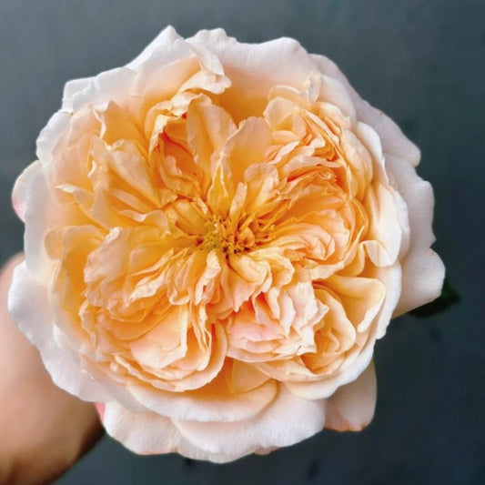 The Enchanting Edith Rose: A David Austin Masterpiece for Your Garden