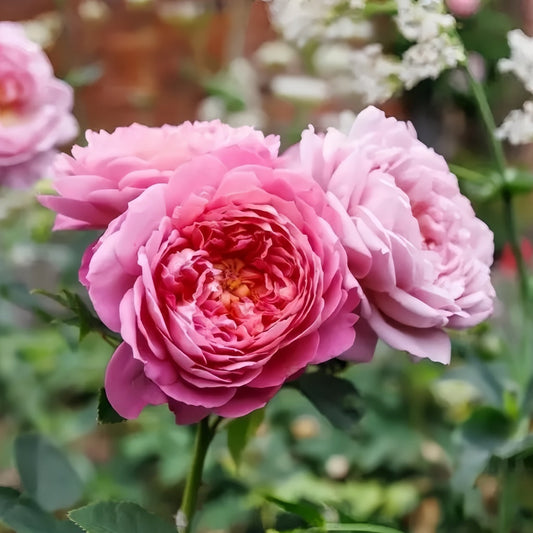 Embrace the Evolving Beauty: A Guide to Growing the Emma Bridgewater Rose
