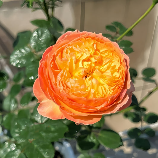 The Fat Apricot Rose: Unveiling a Vibrant Yellow-Orange Shrub for Every North American Garden