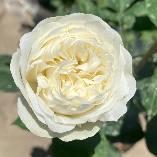 Unveiling the Frozen Summerhouse Rose: A Comprehensive Guide for North American Gardeners