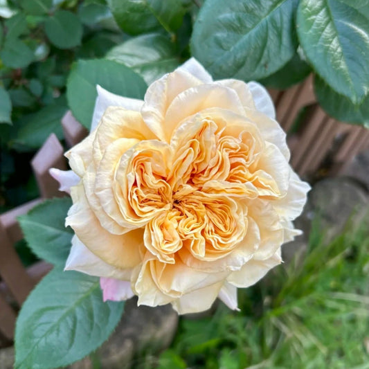 The Allure of Issei Rose: A Japanese Apricot Yellow Jewel for Your North American Garden