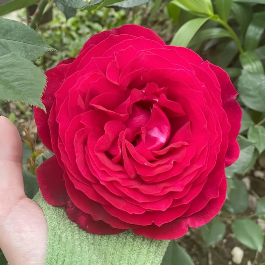 Unveiling the Janice Kellogg Rose: A Vibrant Red Jewel for Every North American Garden