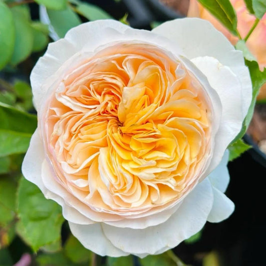 The Enduring Charm of the Juliet Rose: A Guide to Growing David Austin's Iconic Peach-Apricot Beauty