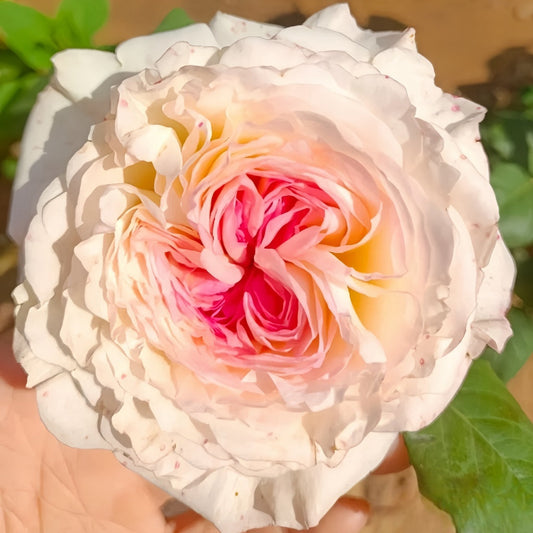 The Allure of Keira Rose: A David Austin Pink Beauty for Every North American Garden