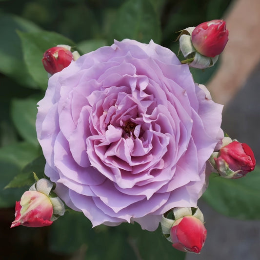 The Novalis Rose: Unveiling the Charms of a Light Purple Shrub Rose for Your Garden