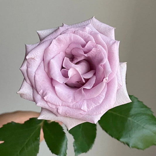 Unveiling the Ocean Song Rose: Your Guide to Growing This Enchanting Lavender Beauty