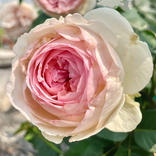 Embrace Elegance: Your Comprehensive Guide to Growing the Exquisite Otome Kokoro Rose