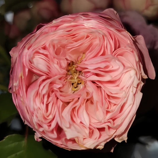 Embrace Elegance: Your Comprehensive Guide to Growing the Unique Pin-up Rose